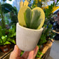 A Hoya Kerri Variegated plant also known as a Sweetheart Hoya inside of Urban Tropicana&