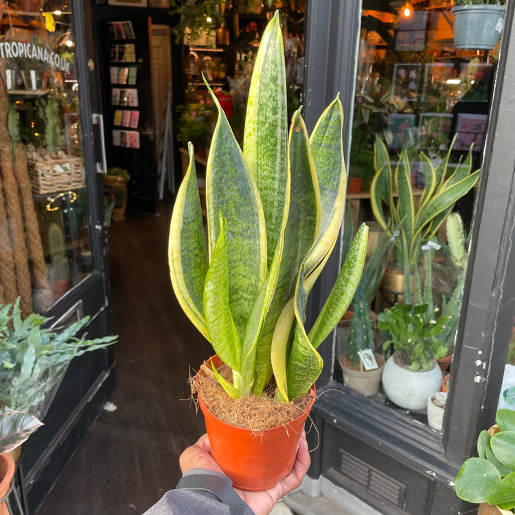 A snake plant also know as a Sansevieria or mothers in laws tongue in front of Urban Tropicana&