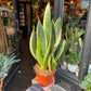A snake plant also know as a Sansevieria or mothers in laws tongue in front of Urban Tropicana&