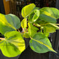 A Philodendron Scandens Brasil plant 