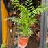 A Chamaedorea Elegans plant also known as a Parlour Palm in front of Urban Tropicana&