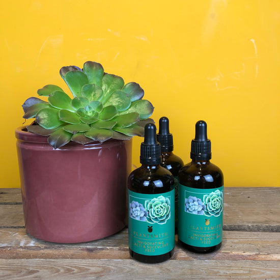 Three bottles of Plantsmith - Invigorating Cacti & Succulent Feed 100ml next to a succulent plant in a aubergine coloured ceramic pot