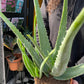 A Aloe Vera plant in a terracotta pot also know as Aloe barbadensis miller in front of Urban Tropicana&