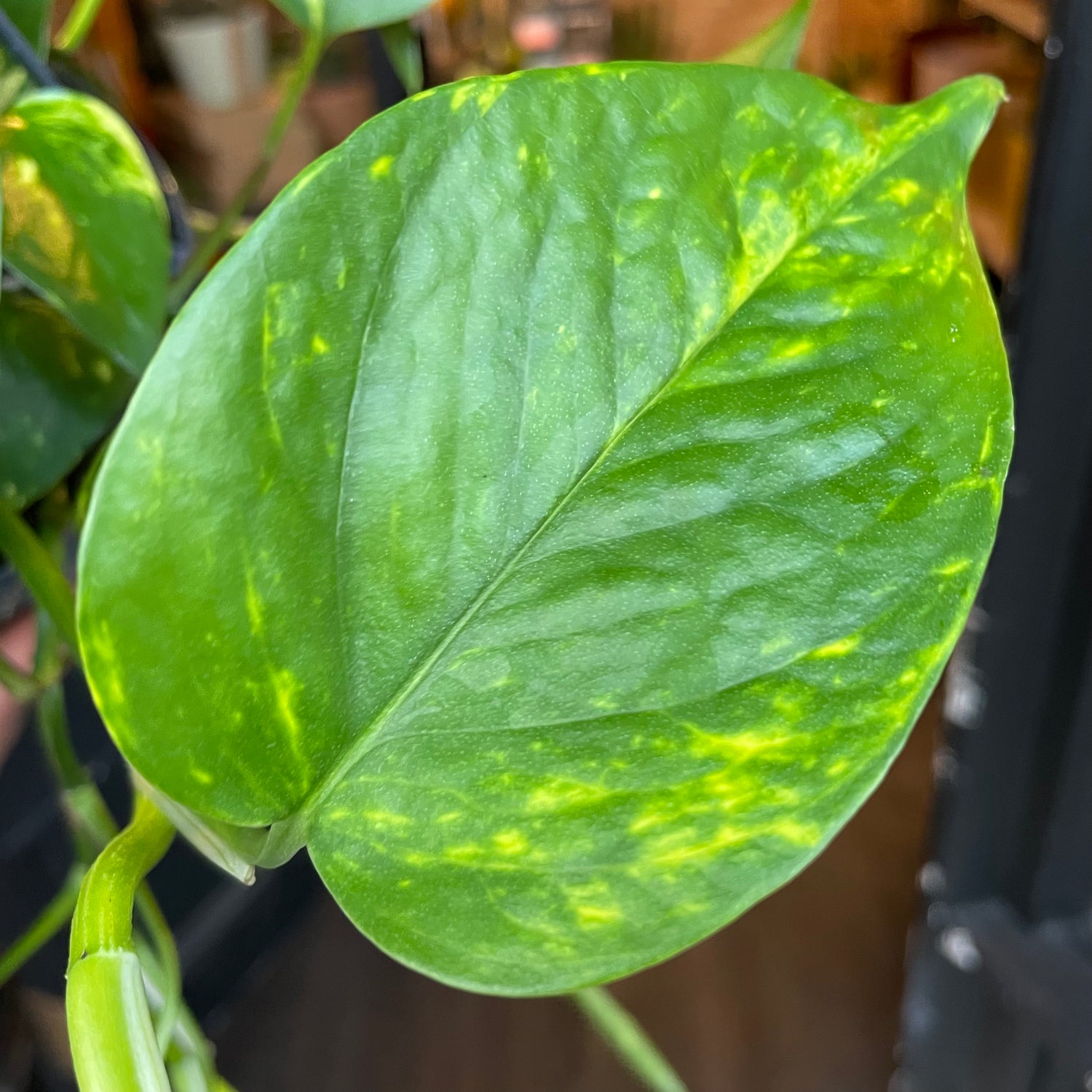 An Epipremnum Aureum Leaf also know as a Devils Ivy in front of Urban Tropicana&