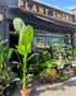 Strelitzia Nicolai, also known as Bird of Paradise, being held in front of Urban Tropicana’s store in Chiswick, London.