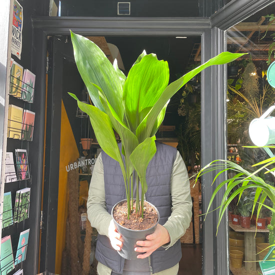 A Aspidistra Elatior plant also know as a Cast Iron Plant in front of Urban Tropicana&