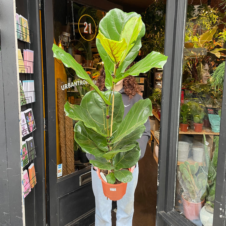 A Ficus Lyrata plant with huge, glossy, fiddle-shaped leaves with prominent veins in front of Urban Tropicana Plant shop in Chiswick London
