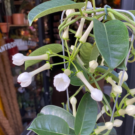 A Stephanotis plant also known as the Madagascar Jasmine in front of Urban Tropicana&