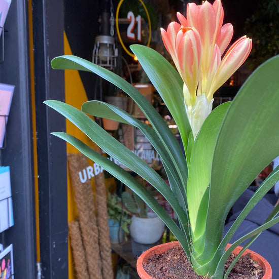 A plant with an orangey red flower in the centre called Clivia Miniata in front of Urban Tropicana&