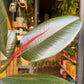 A Ficus Abidjan also known as a rubber tree in front of Urban Tropicana&