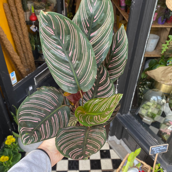 A Calathea Sanderiana plant also know as a prayer plant in front of Urban Tropicana&