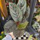 A Calathea Sanderiana plant also know as a prayer plant in front of Urban Tropicana&