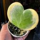 A Hoya Kerri Variegated plant also known as a Sweetheart Hoya in front of Urban Tropicana&