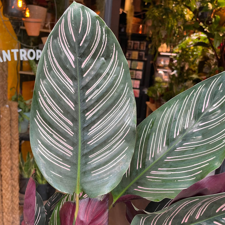 A Calathea Sanderiana plant also know as a prayer plant in front of Urban Tropicana&