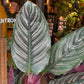 A Calathea Sanderiana plant also know as a prayer plant in front of Urban Tropicana&