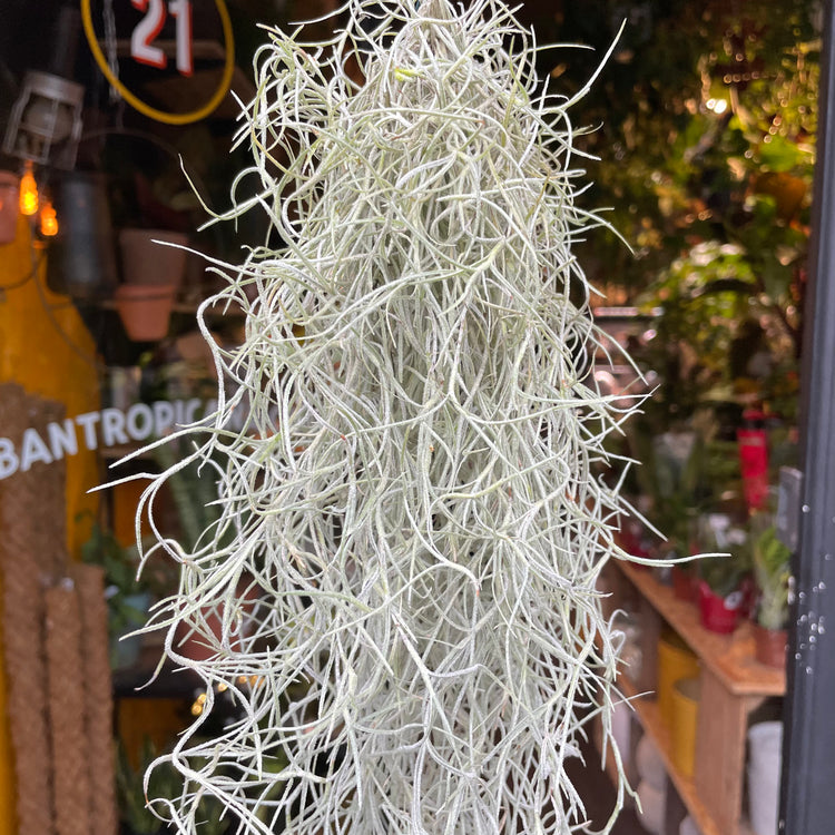 A Tillandsia Usneoised plant also known as a Spanish Moss in front of Urban Tropicana&