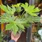 A Fatsia Japonica Variegata with green and white variegated leaves in front of Urban Tropicana&