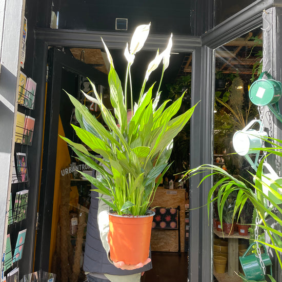 Spathiphyllum | Peace Lily (17cm pot)