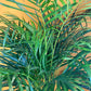 A  Dypsis Lutescens plant also know as Areca Palm or bamboo palm with tall feathery leaves that grow from bamboo like stems