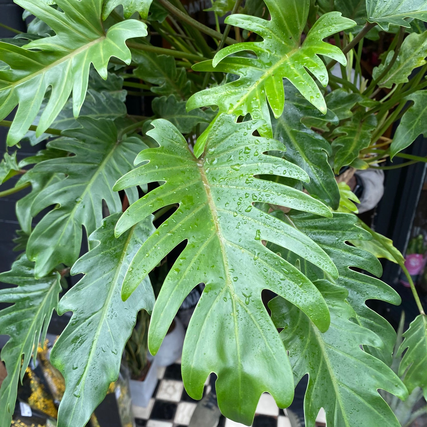 Philodendron Xanadu in front of Urban Tropicana’s shop in Chiswick, London
