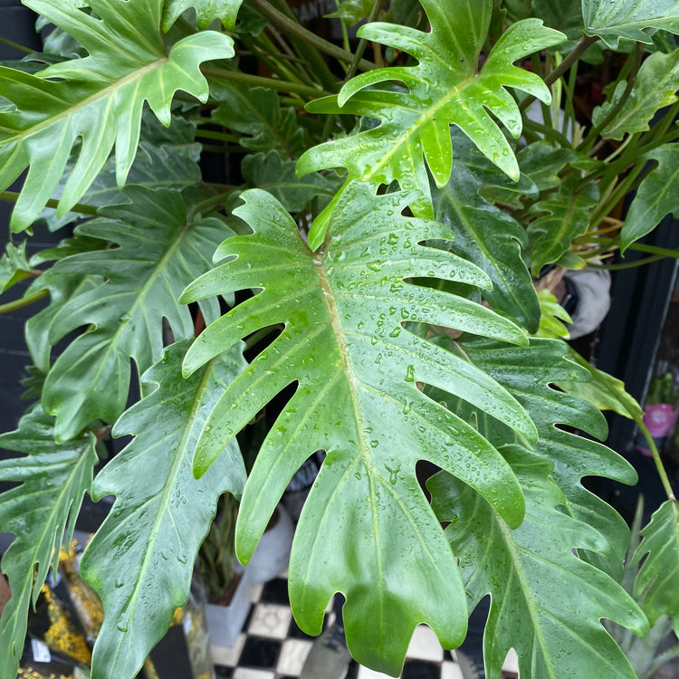 Philodendron Xanadu in front of Urban Tropicana’s shop in Chiswick, London