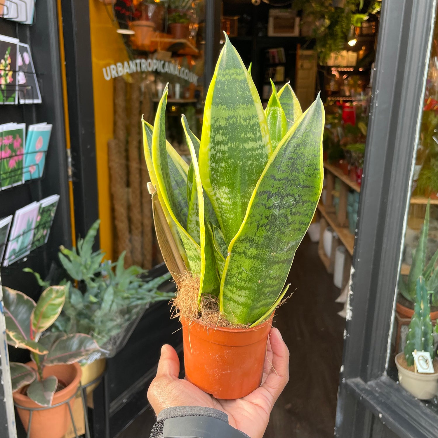 A snake plant also know as a Sansevieria or mothers in laws tongue in front of Urban Tropicana&