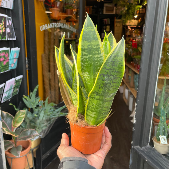 A snake plant also know as a Sansevieria or mothers in laws tongue in front of Urban Tropicana&