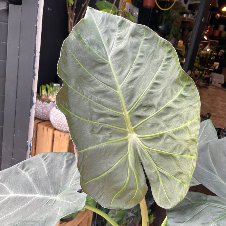 An Alocasia ‘Regal Shields’ plant also know as a Elephant Ear ‘Regal Shields’ in front of Urban Tropicana&