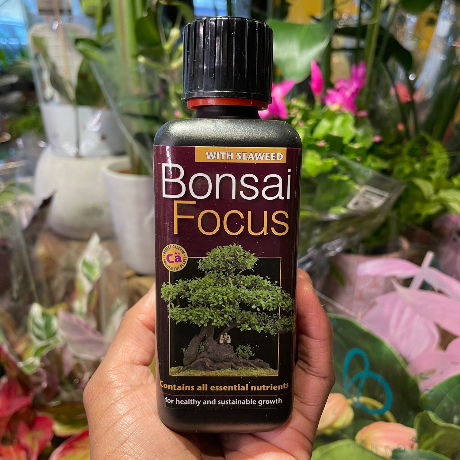 Bonsai Focus inside of Urban Tropicana&