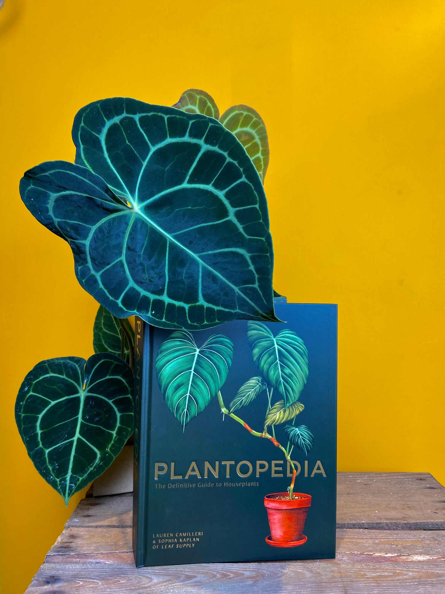 A Plantopedia book by Lauren Camilleri and Sophia Kaplan from Leaf Supply in front of a yellow background