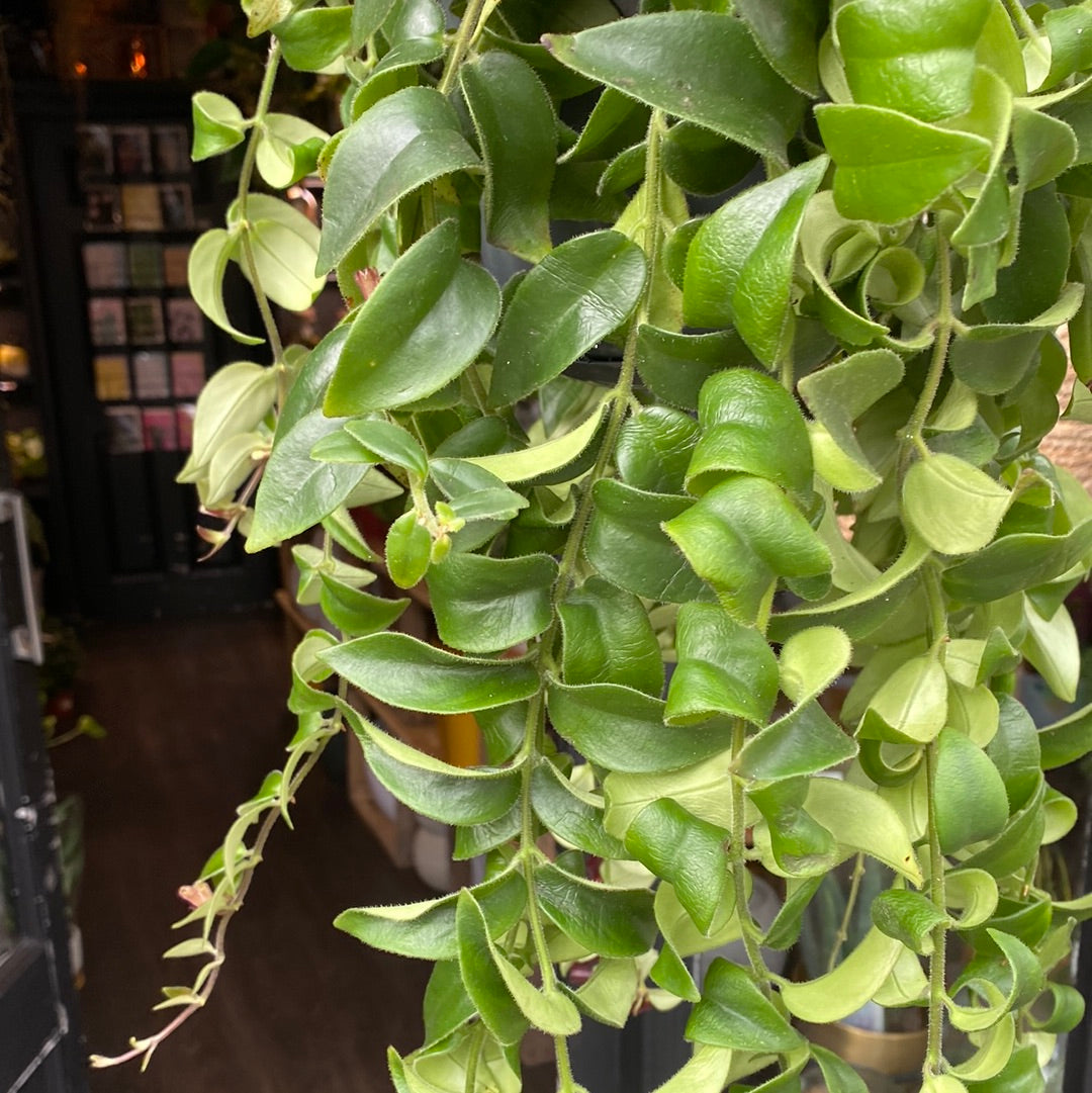 A Aeschynanthus Rasta plant also known as a lipstick plant in a hanging pot in front of Urban Tropicana plant shop in Chiswick London