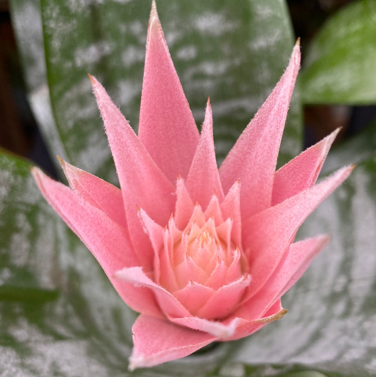 A Urn plant also know as a Aechmea Primera in front of Urban Tropicana&