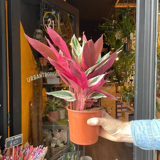 A Stromanthe Sanguinea Triostar plant also known as a Calathea Triostar in front of Urban Tropicana&