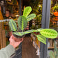 A Maranta Lemon Lime also known as a prayer plant in front of Urban Tropicana&