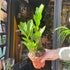 A Zamioculcas Zamiifolia plant also known as ZZ plant in front of Urban Tropicana&