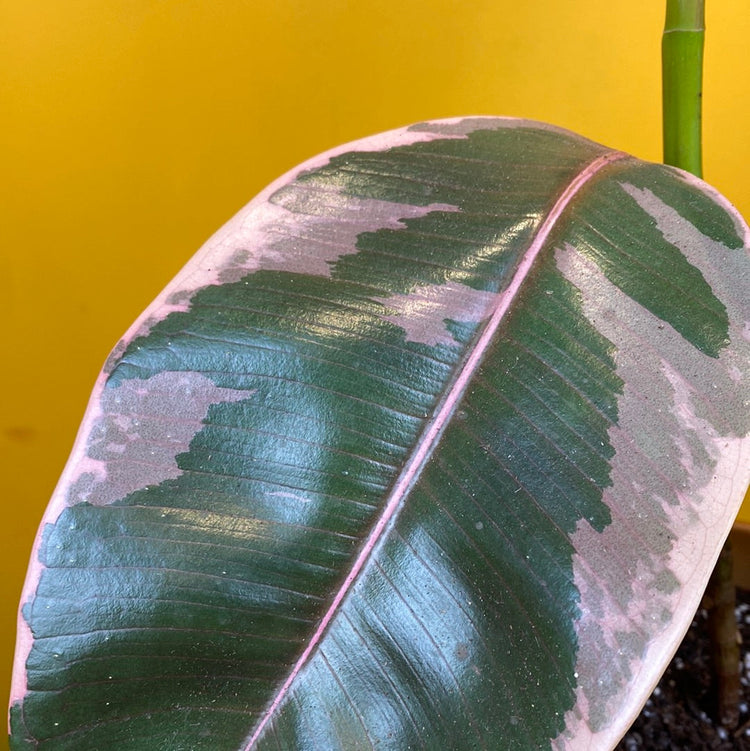 A Ficus Belize leaf also know as a Rubber Plant in front of a yellow background
