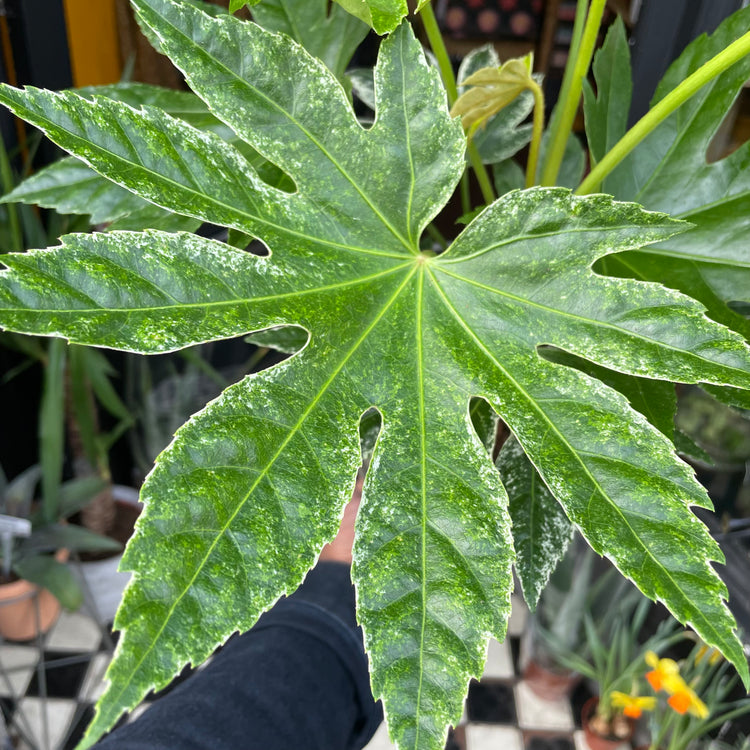 A Fatsia Japonica Variegata with green and white variegated leaves in front of Urban Tropicana&