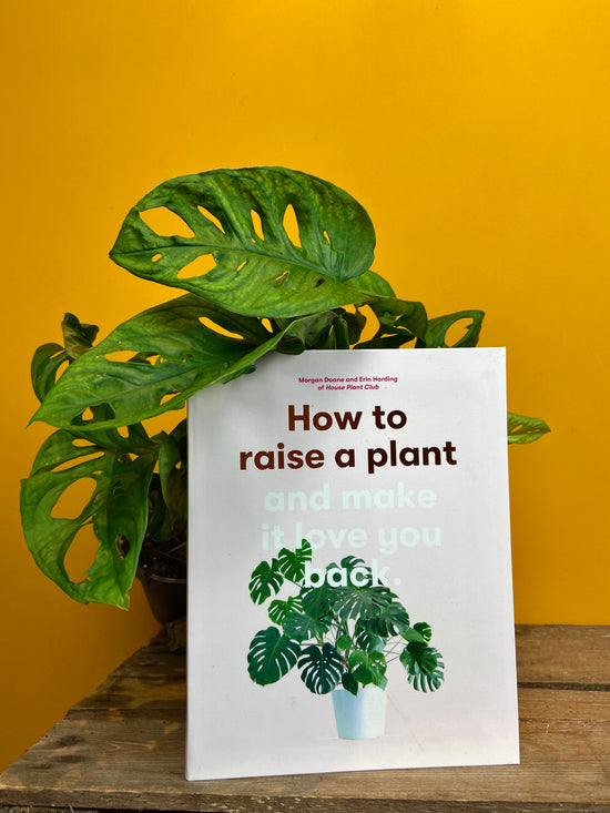 How to raise a plant and make it love you back book with cheese plant in front of a yellow background